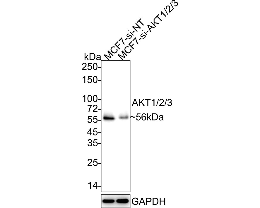 HA750840_9.jpg