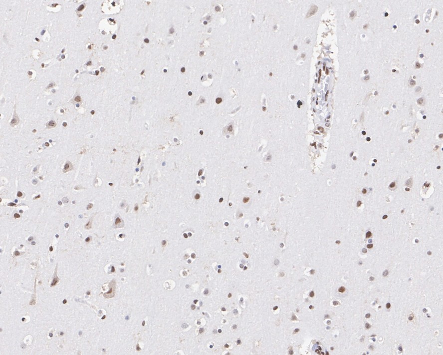HA750843_3.jpg