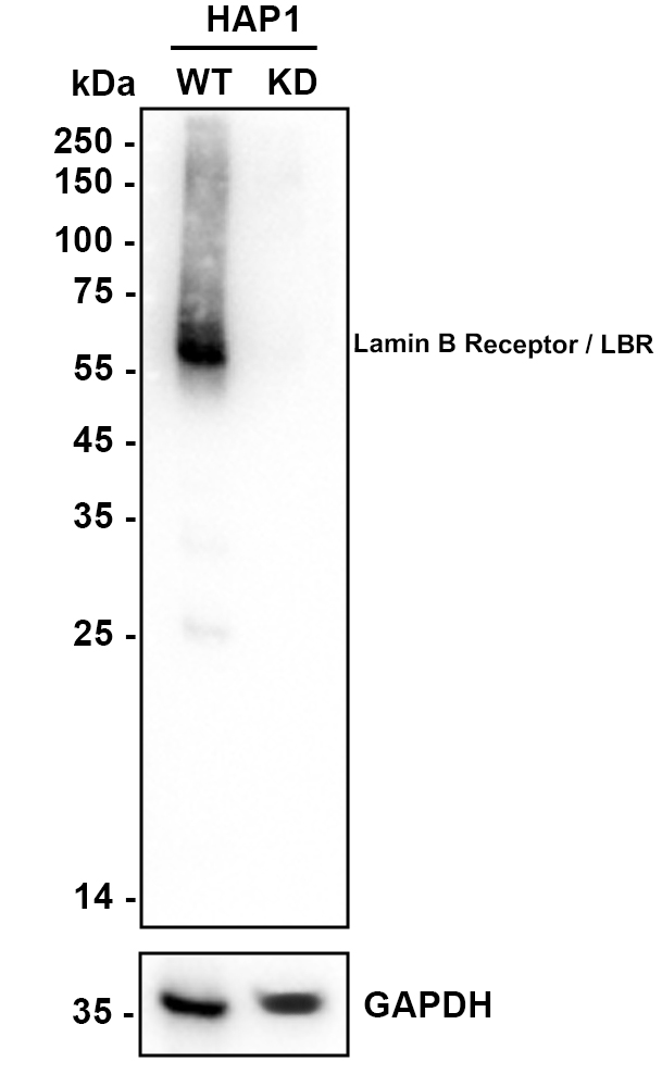 HA750848_2.jpg