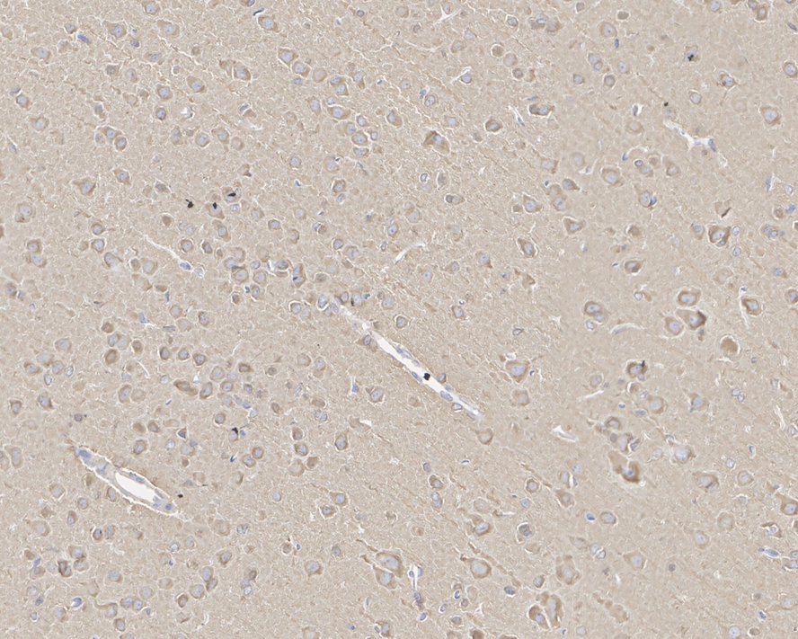 HA750849_7.jpg