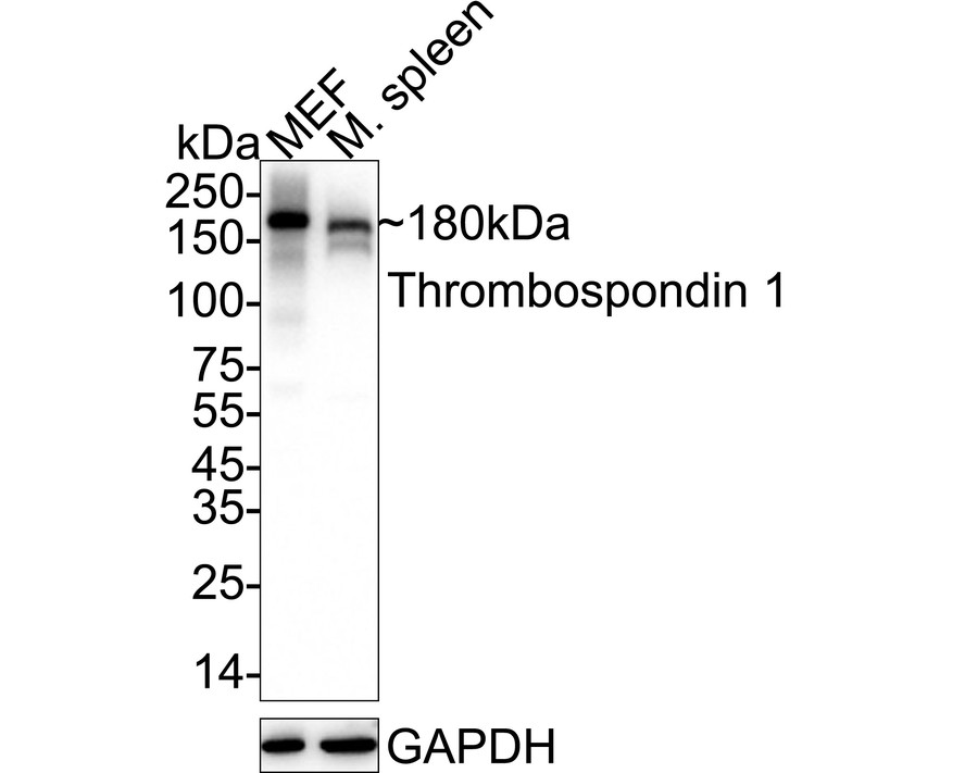 HA750852_1.jpg