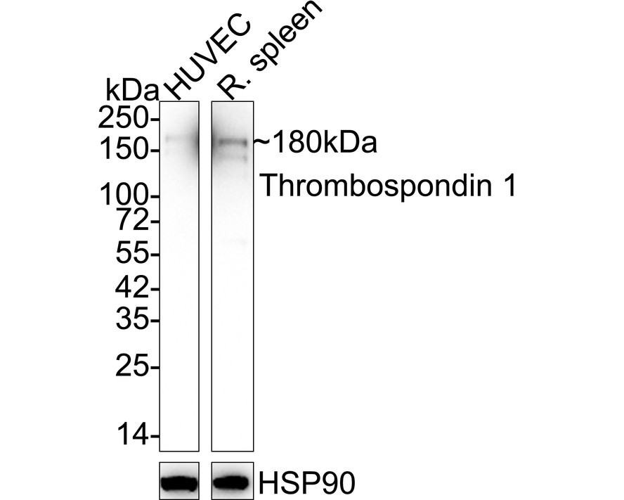 HA750852_2.jpg