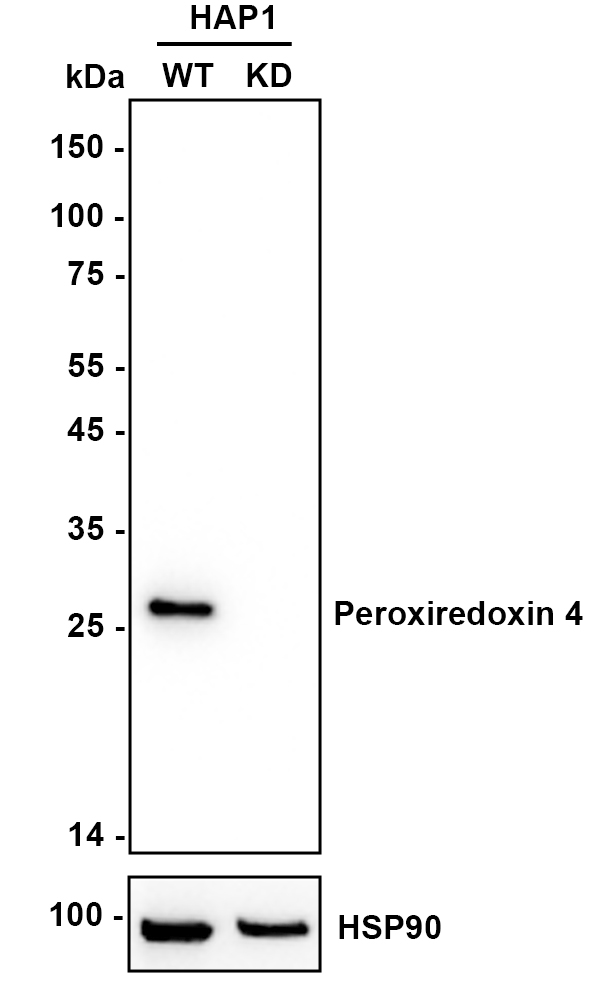 HA750874_2.jpg
