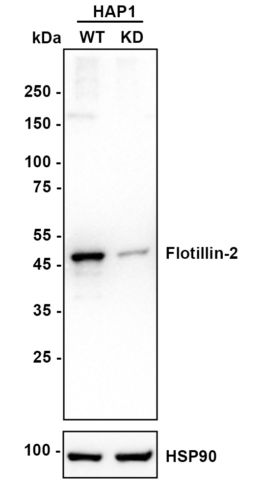HA750875_2.jpg