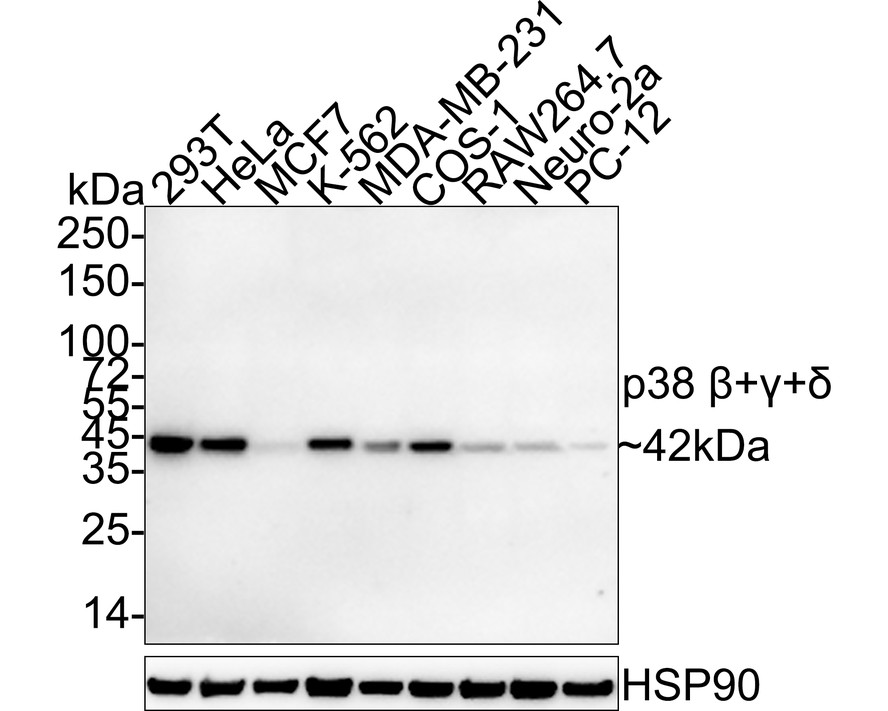 HA750893_1.jpg