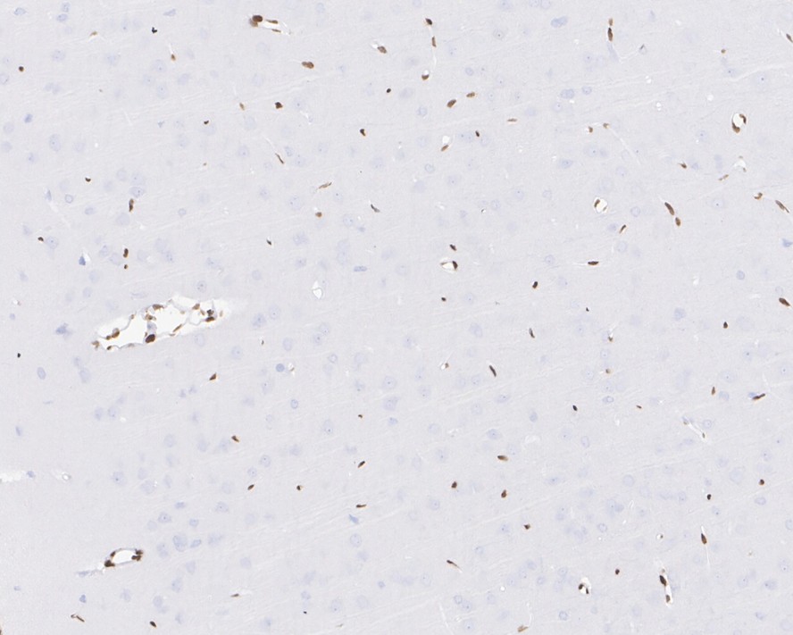 HA750914_4.jpg