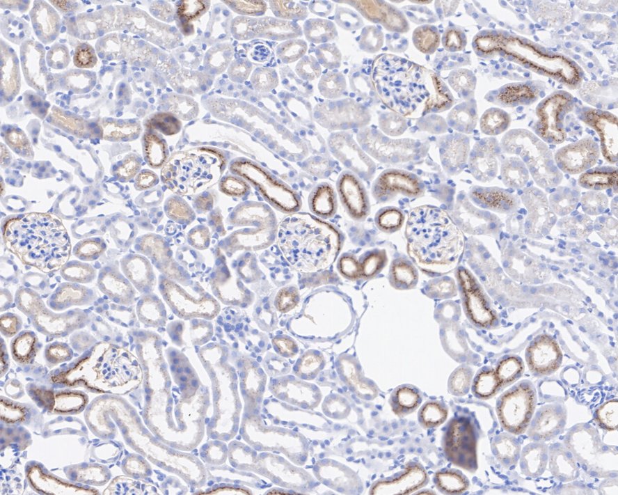 HA750917_3.jpg