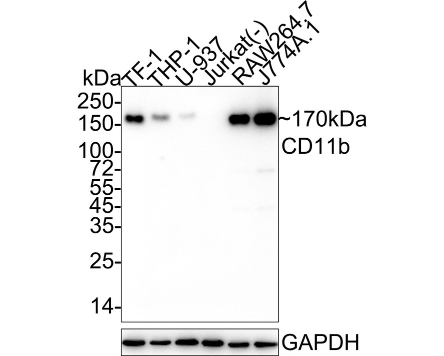 HA750921_1.jpg