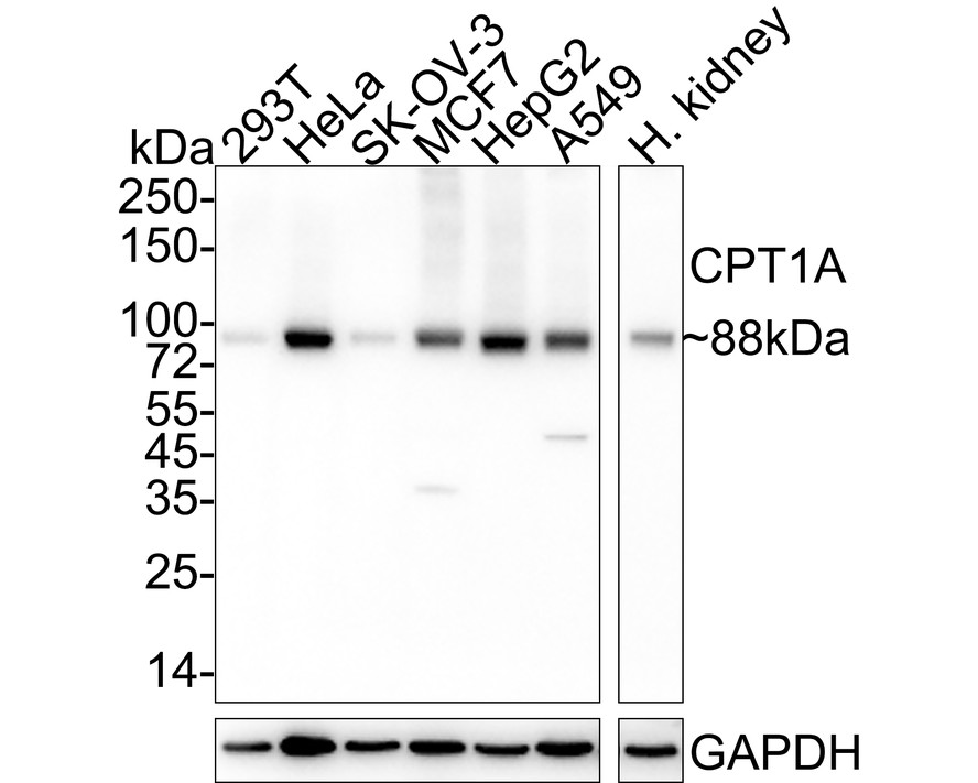 HA750923_1.jpg