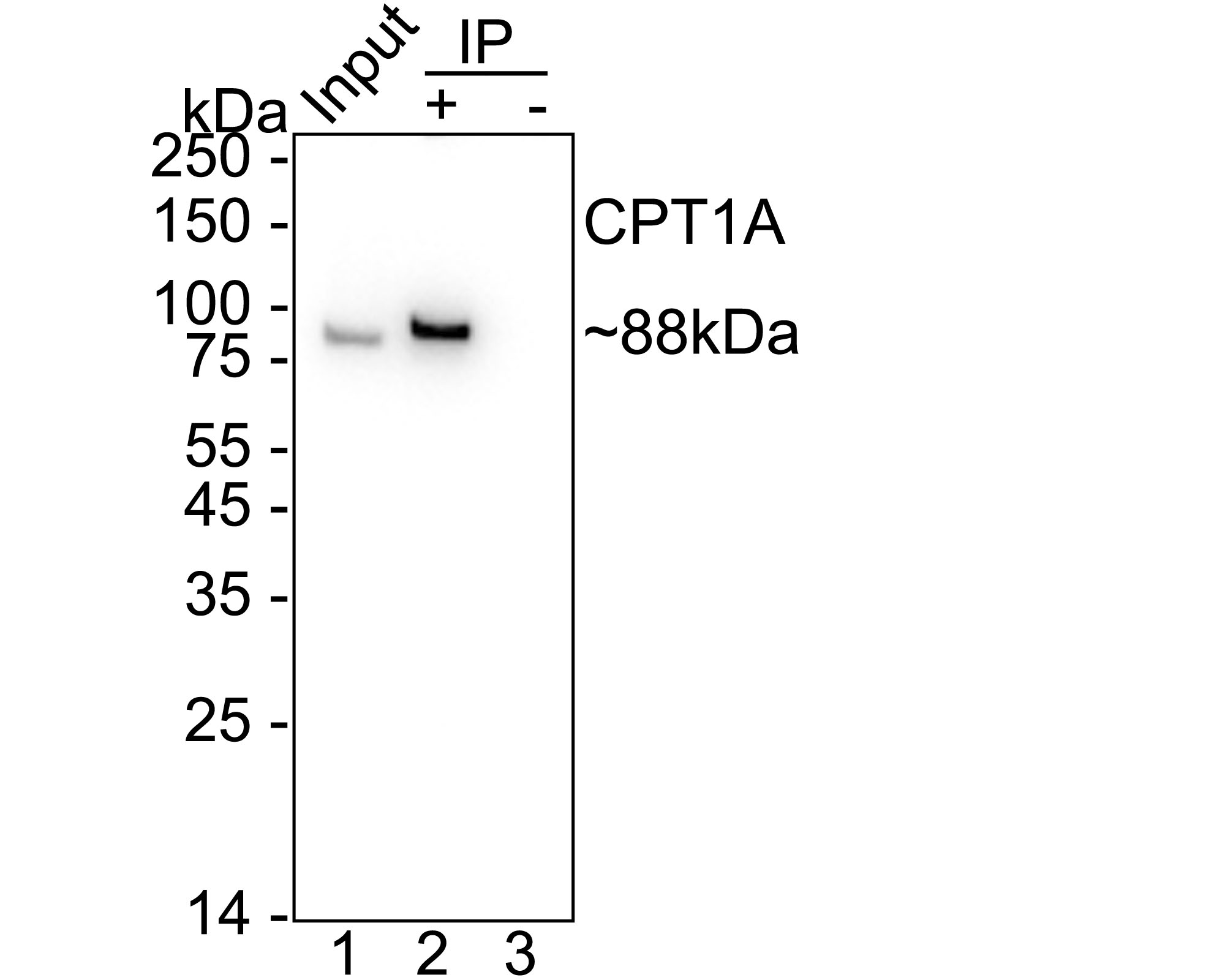 HA750923_7.jpg