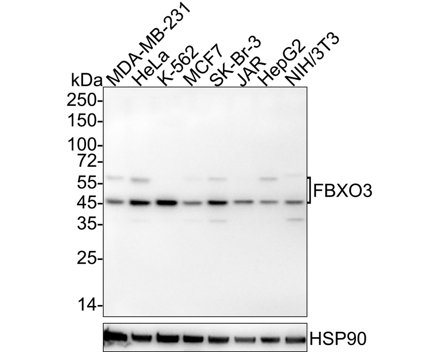 HA750932_1.jpg