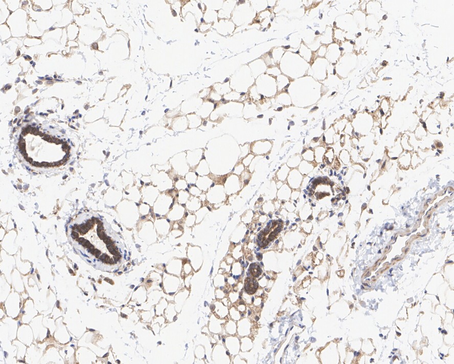 HA750938_3.jpg