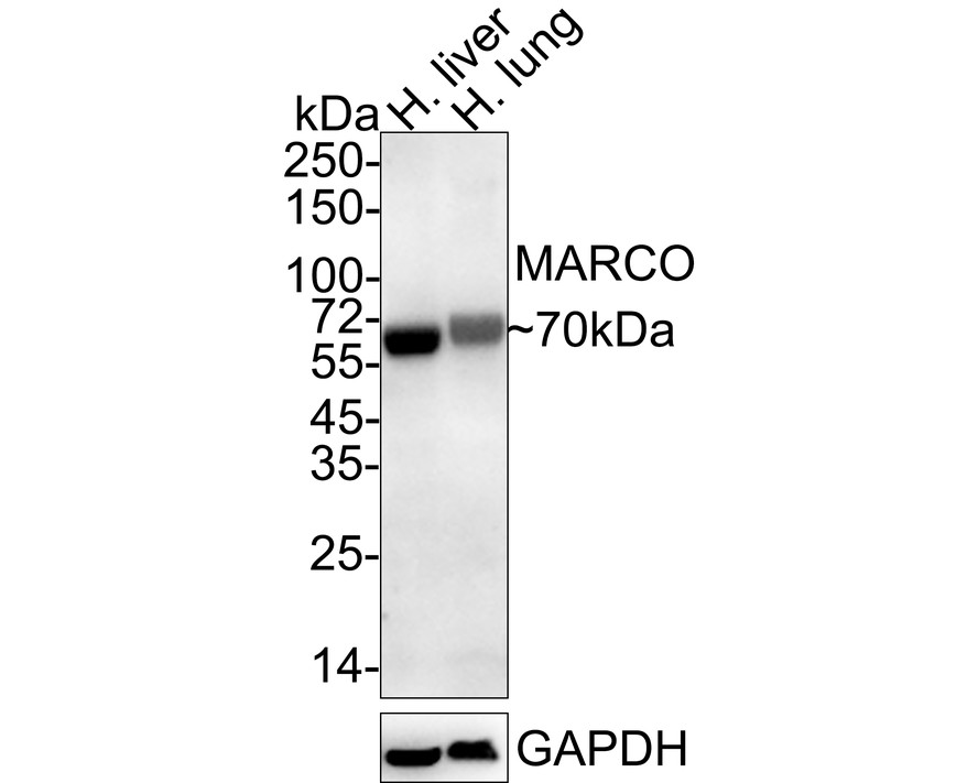 HA750940_1.jpg