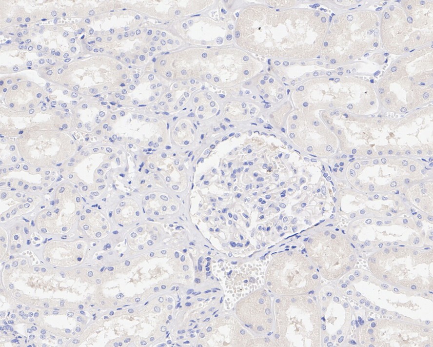 HA750943_5.jpg