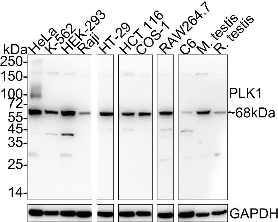 HA750944_1.jpg