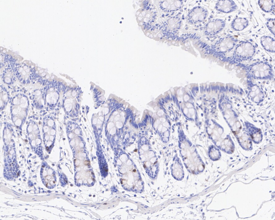 HA750944_4.jpg