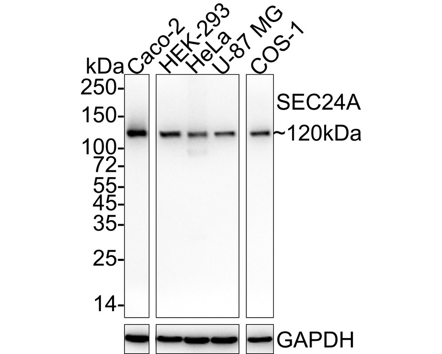 HA750945_1.jpg