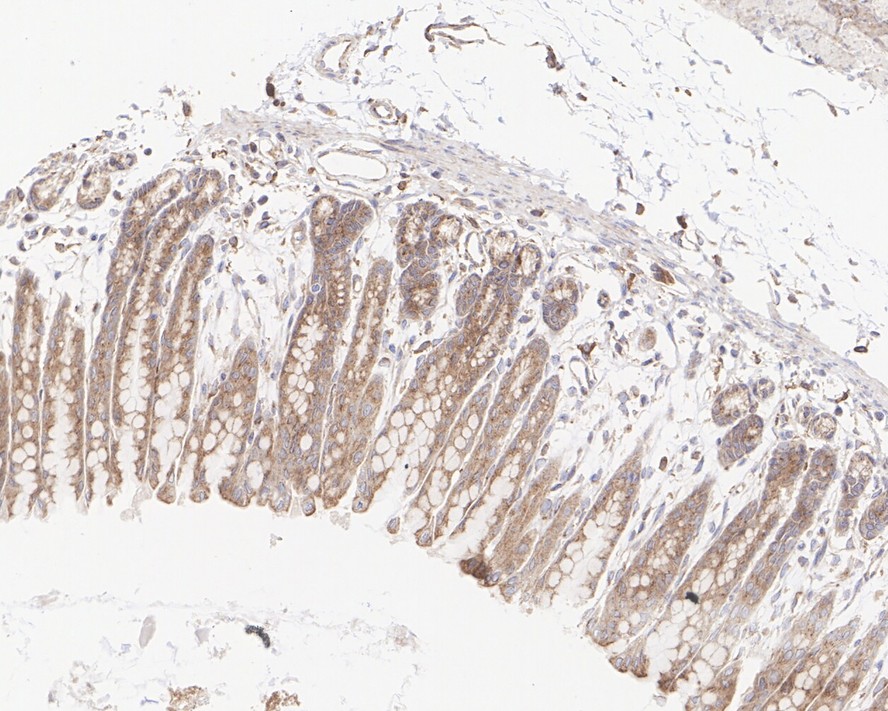 HA750945_6.jpg