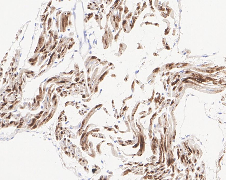 HA750946_5.jpg