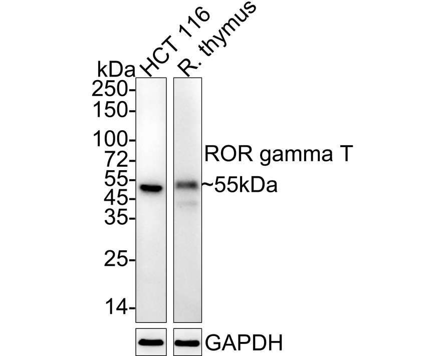HA750947_1.jpg
