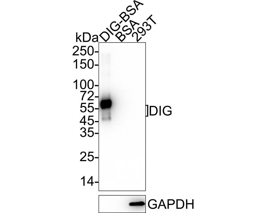 HA750949_1.jpg