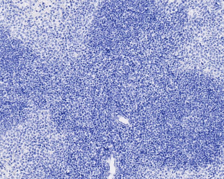 HA750949_4.jpg