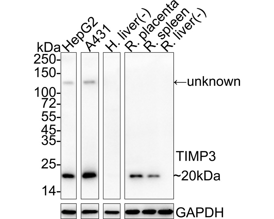 HA750950_1.jpg