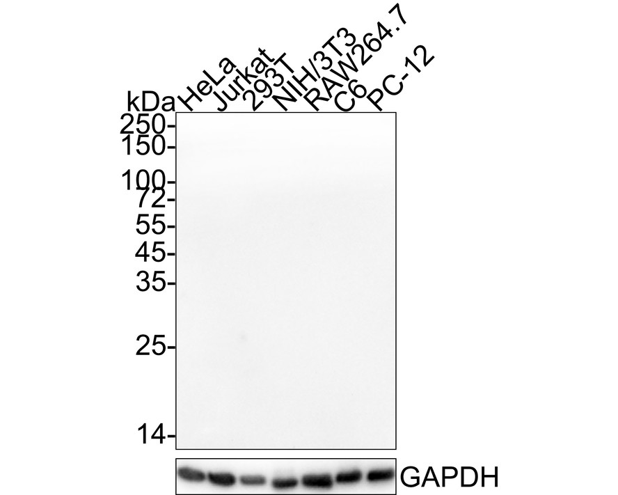 HA750951_1.jpg