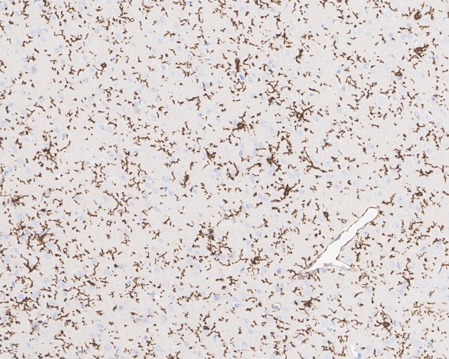 HA750957_6.jpg