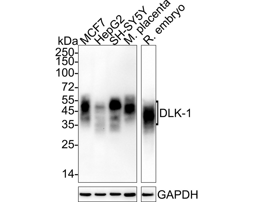 HA750970_1.jpg