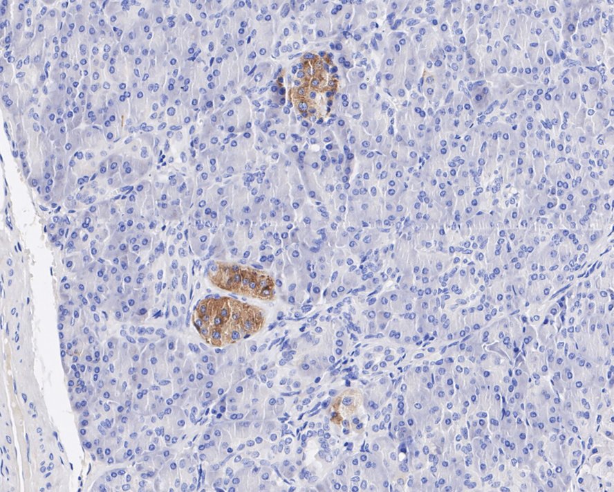 HA750970_2.jpg