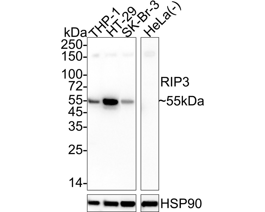 HA750973_1.jpg