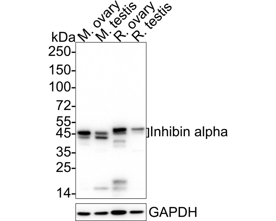 HA751016_1.jpg