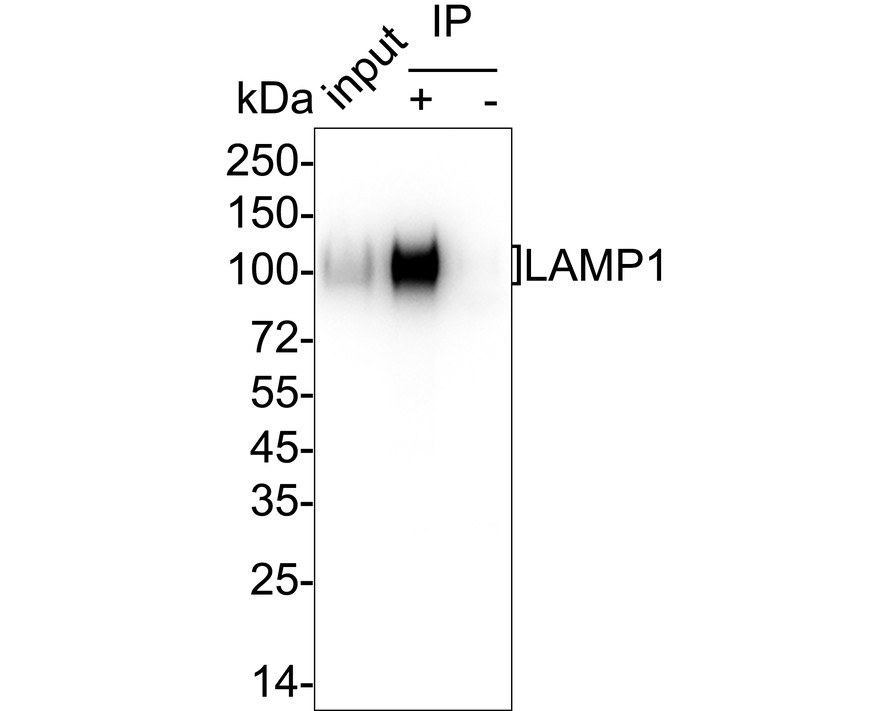 HA751017_8.jpg