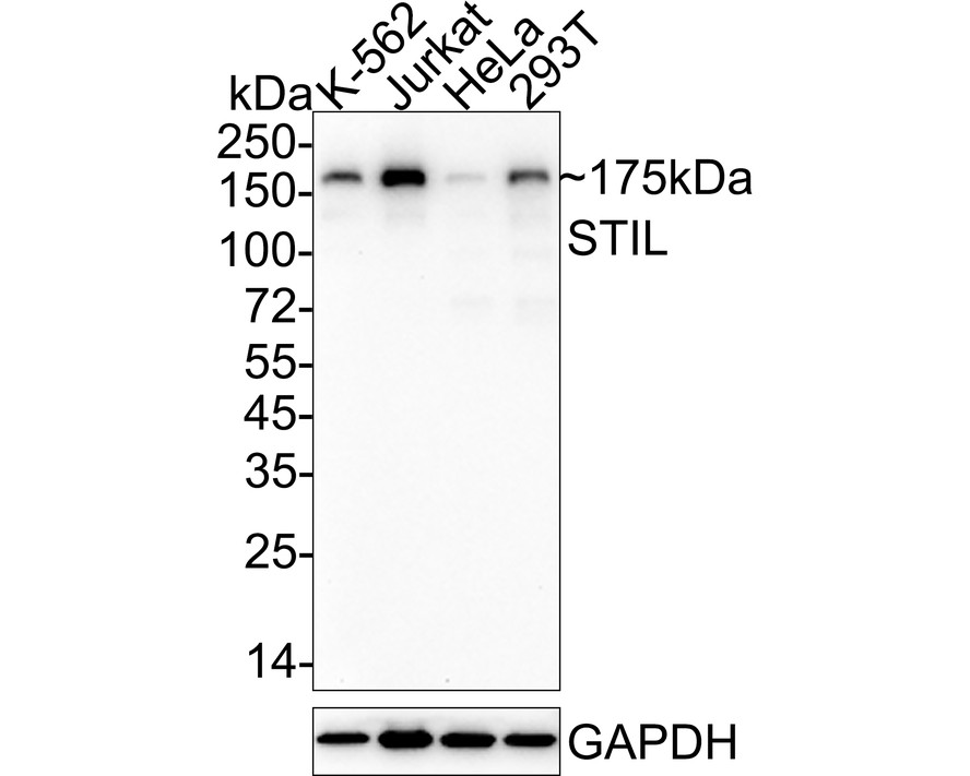 HA751039_1.jpg
