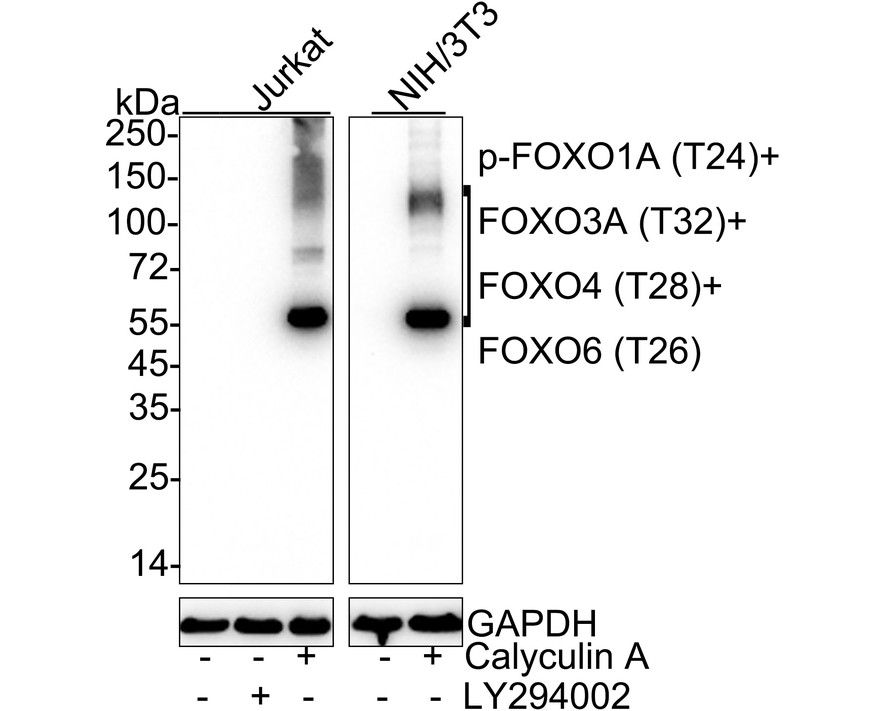 HA751040_1.jpg