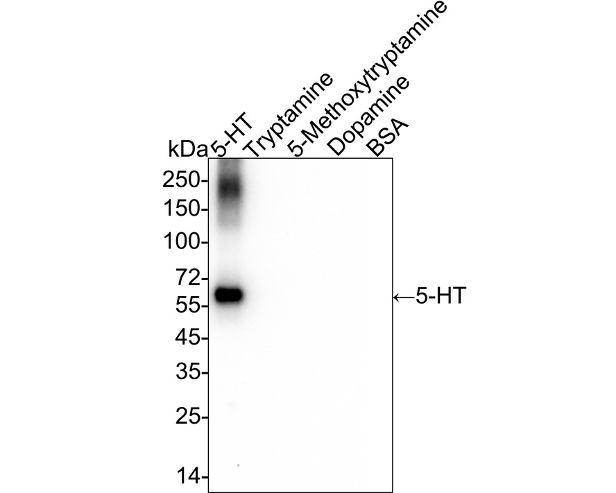 HA751044_3.jpg