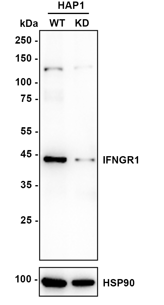 HA751049_3.jpg