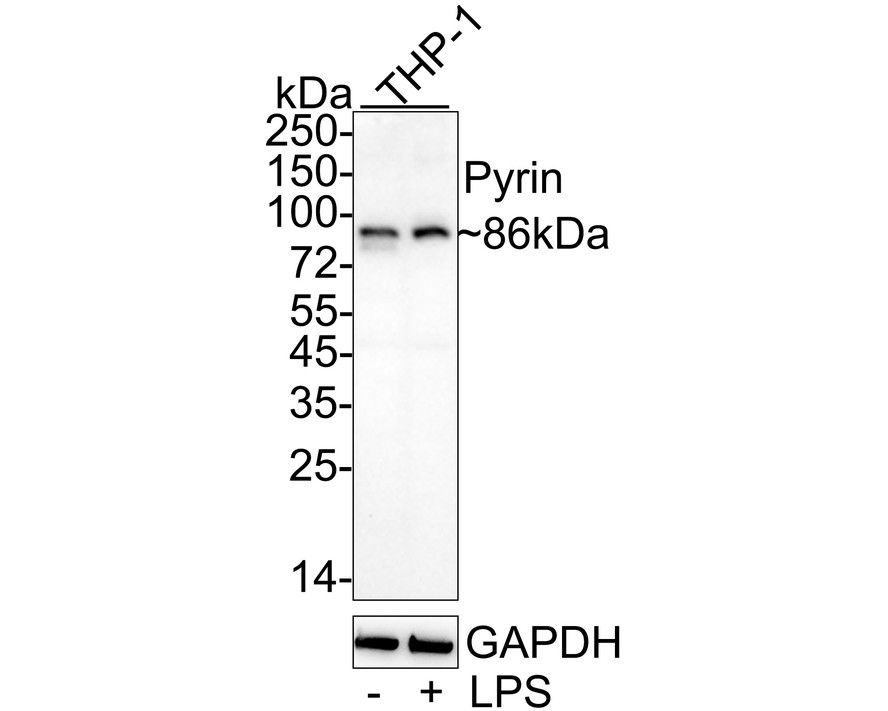 HA751050_1.jpg