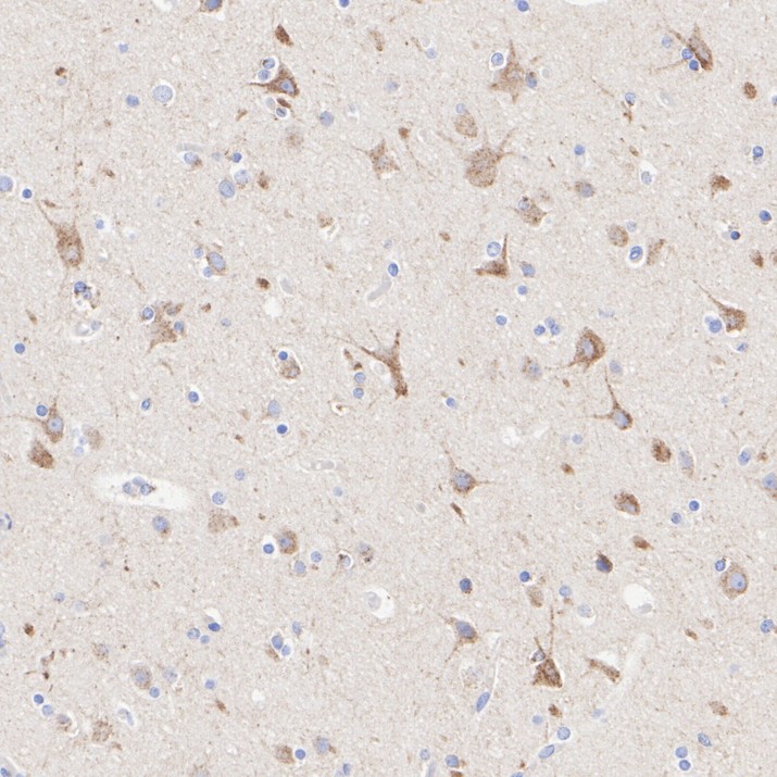 HA751054_3.jpg