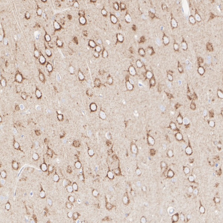 HA751054_5.jpg