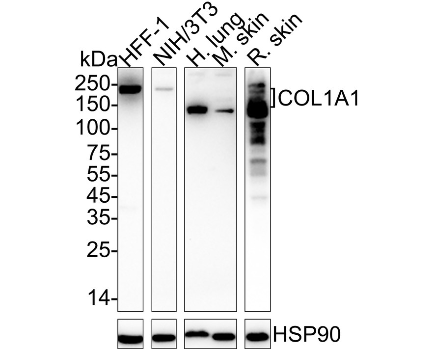 HA751058_1.jpg
