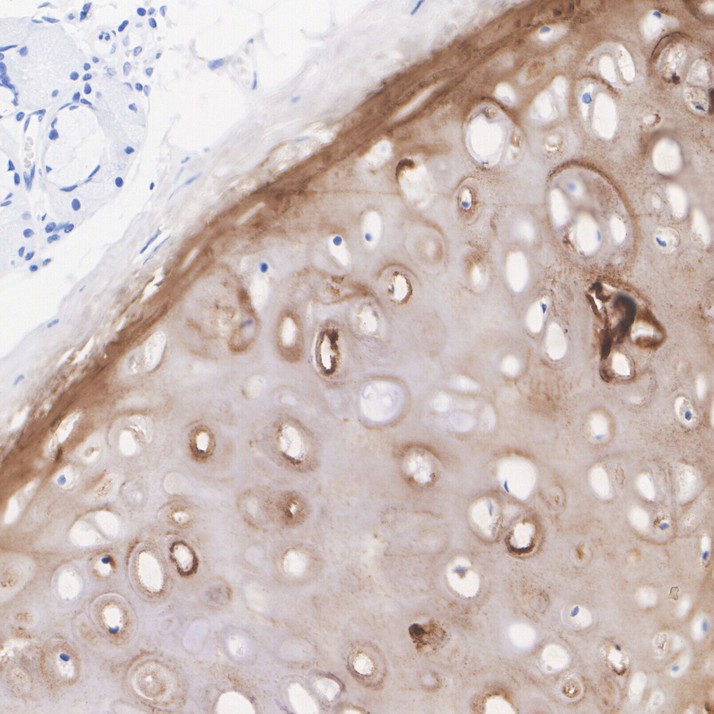 HA751090_2.jpg
