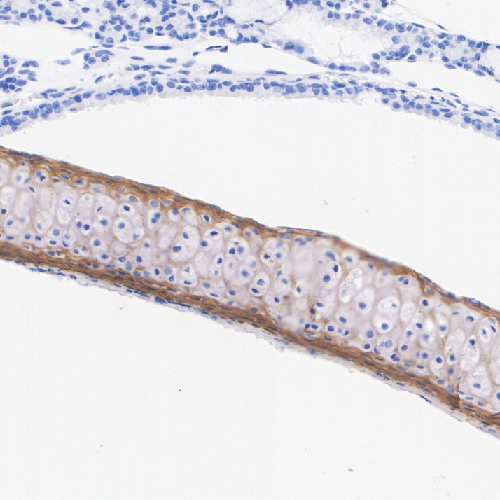 HA751090_4.jpg
