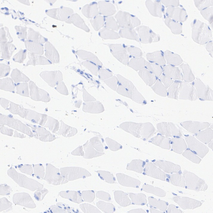 HA751090_5.jpg