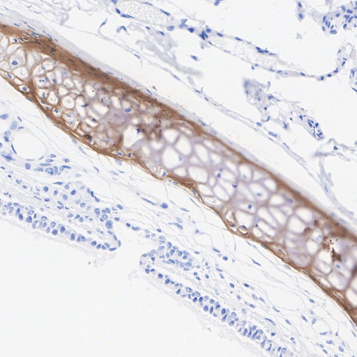 HA751090_6.jpg