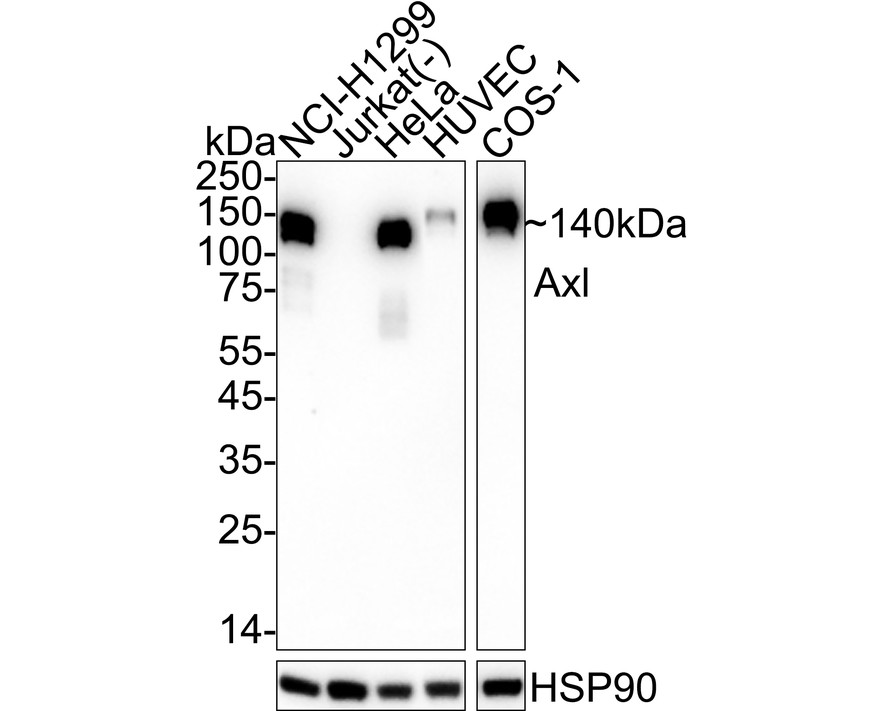 HA751097_1.jpg