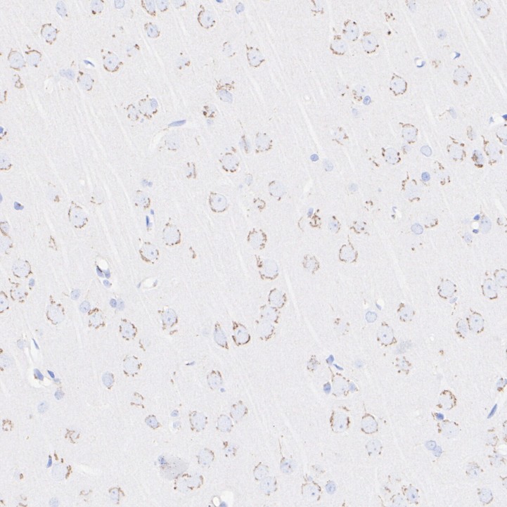 HA751098_7.jpg
