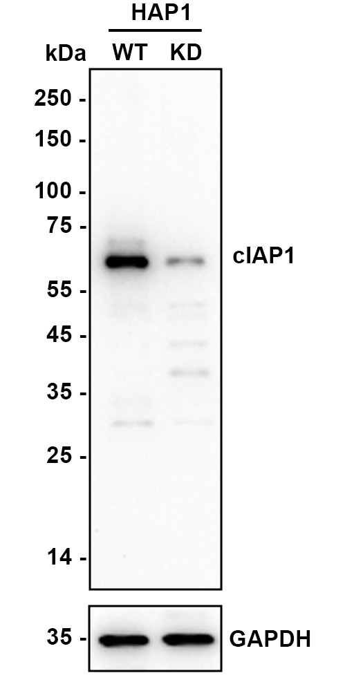 HA751100_2.jpg
