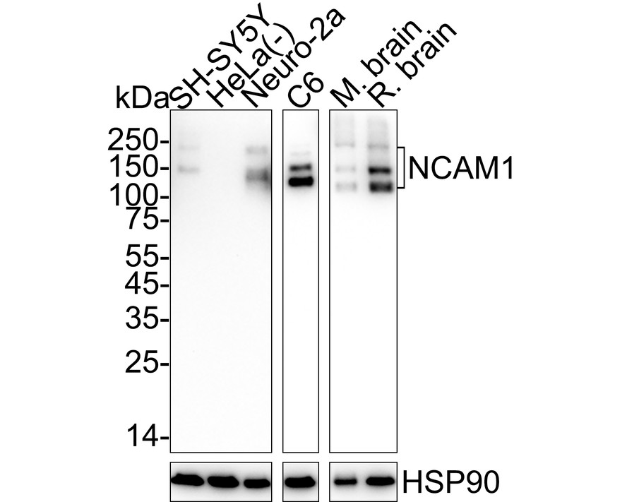 HA751104_6.jpg